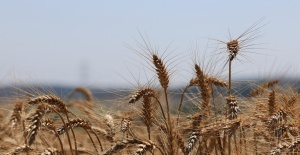 İBB, İSTANBULLU ÇİFTÇİLERE VERDİĞİ DESTEĞİN MEYVELERİNİ TOPLUYOR
